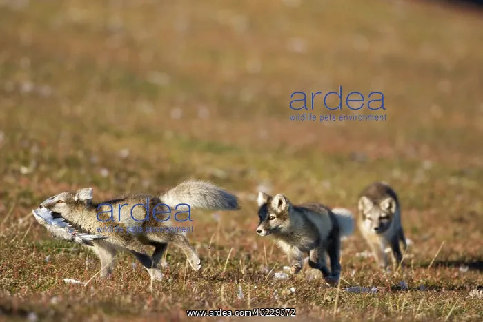 : Norway, Svalbard, Edgeoya Island, Arctic : Norway, Svalbard, Edgeoya Island, Arctic