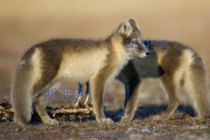 : Norway, Svalbard, Edgeoya Island, Arctic : Norway, Svalbard, Edgeoya Island, Arctic