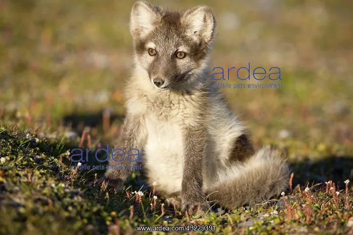  : Norway, Svalbard, Edgeoya Island, Arctic