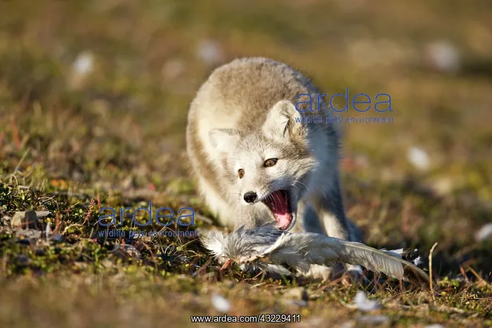: Norway, Svalbard, Edgeoya Island, Arctic : Norway, Svalbard, Edgeoya Island, Arctic
