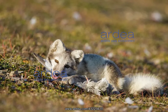 : Norway, Svalbard, Edgeoya Island, Arctic : Norway, Svalbard, Edgeoya Island, Arctic