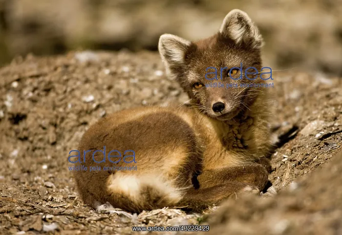 : Norway, Svalbard, Edgeoya Island, Arctic : Norway, Svalbard, Edgeoya Island, Arctic