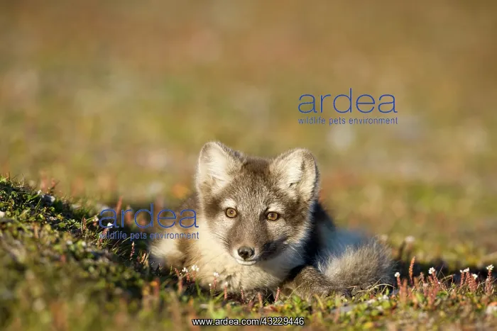 : Norway, Svalbard, Edgeoya Island, Arctic : Norway, Svalbard, Edgeoya Island, Arctic
