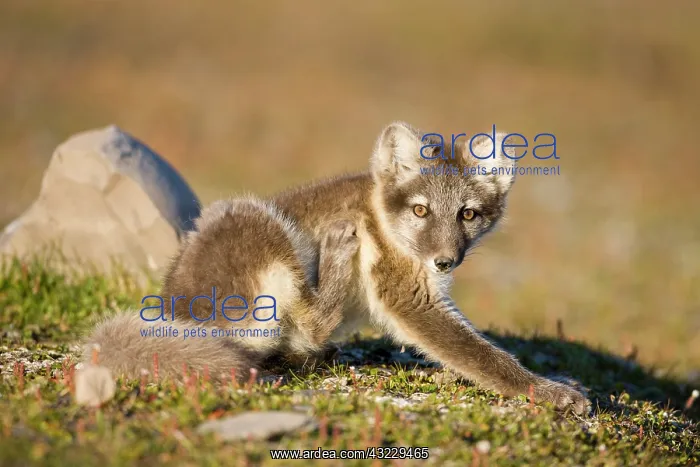 : Norway, Svalbard, Edgeoya Island, Arctic : Norway, Svalbard, Edgeoya Island, Arctic