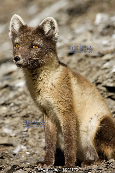 : Norway, Svalbard, Edgeoya Island, Arctic : Norway, Svalbard, Edgeoya Island, Arctic