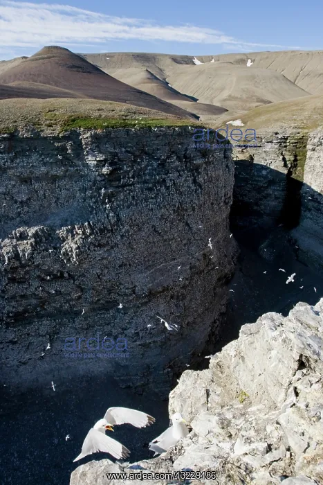 : Norway, Svalbard, Edgeoya Island, Black-Legged : Norway, Svalbard, Edgeoya Island, Black-Legged