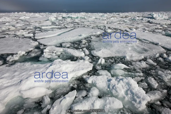 : Norway, Svalbard, Edgeoya Island, Dense : Norway, Svalbard, Edgeoya Island, Dense