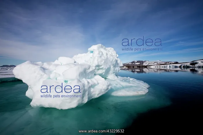 : Norway, Svalbard, Edgeoya Island, Icebergs : Norway, Svalbard, Edgeoya Island, Icebergs