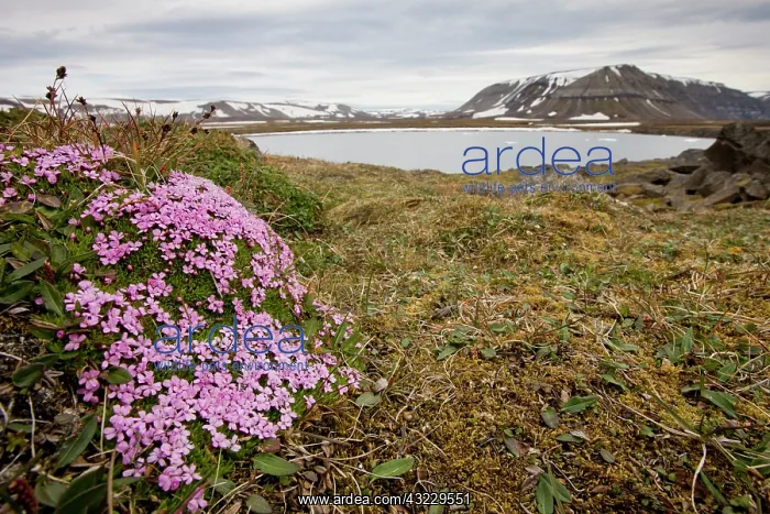 : Norway, Svalbard, Edgeoya Island, Moss Campion : Norway, Svalbard, Edgeoya Island, Moss Campion