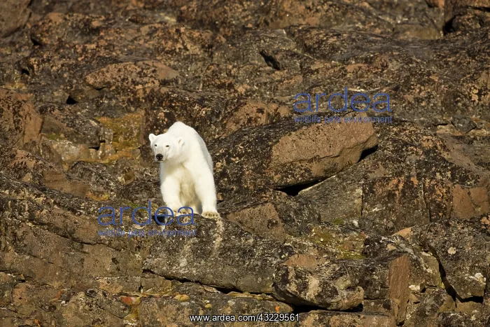 : Norway, Svalbard, Edgeoya Island, Polar : Norway, Svalbard, Edgeoya Island, Polar