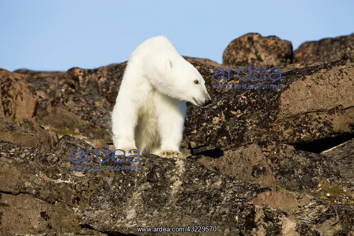 : Norway, Svalbard, Edgeoya Island, Polar : Norway, Svalbard, Edgeoya Island, Polar