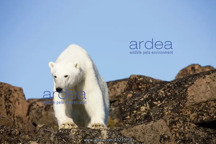 : Norway, Svalbard, Edgeoya Island, Polar : Norway, Svalbard, Edgeoya Island, Polar