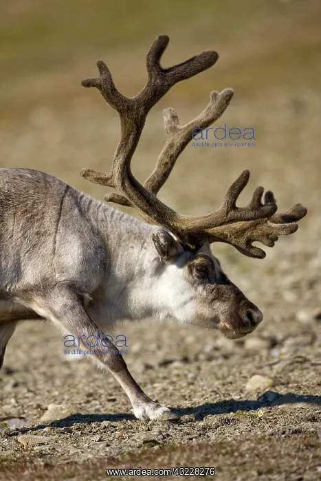 : Norway, Svalbard, Edgeoya Island, Reindeer : Norway, Svalbard, Edgeoya Island, Reindeer