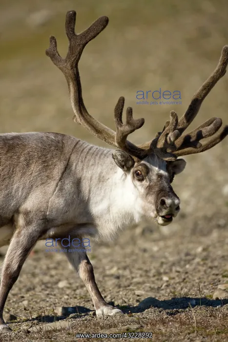 : Norway, Svalbard, Edgeoya Island, Reindeer : Norway, Svalbard, Edgeoya Island, Reindeer
