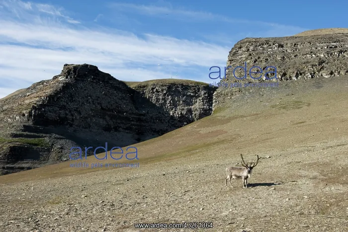 : Norway, Svalbard, Edgeoya Island, Reindeer : Norway, Svalbard, Edgeoya Island, Reindeer