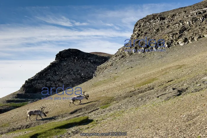 : Norway, Svalbard, Edgeoya Island, Reindeer : Norway, Svalbard, Edgeoya Island, Reindeer