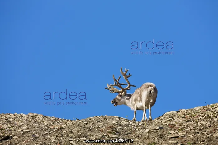 : Norway, Svalbard, Edgeoya Island, Reindeer : Norway, Svalbard, Edgeoya Island, Reindeer