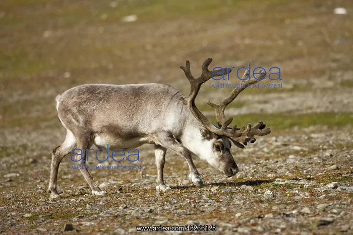 : Norway, Svalbard, Edgeoya Island, Reindeer : Norway, Svalbard, Edgeoya Island, Reindeer