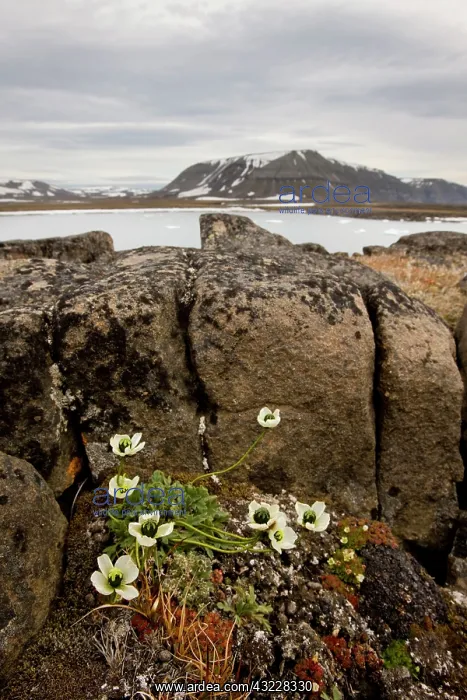 : Norway, Svalbard, Edgeoya Island, Svalbard : Norway, Svalbard, Edgeoya Island, Svalbard