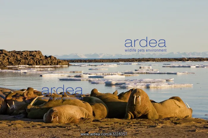 : Norway, Svalbard, Edgeoya Island, Walrus : Norway, Svalbard, Edgeoya Island, Walrus
