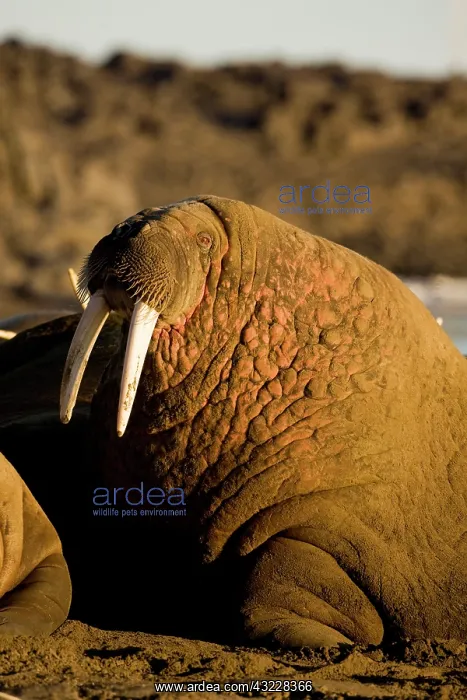 : Norway, Svalbard, Edgeoya Island, Walrus : Norway, Svalbard, Edgeoya Island, Walrus