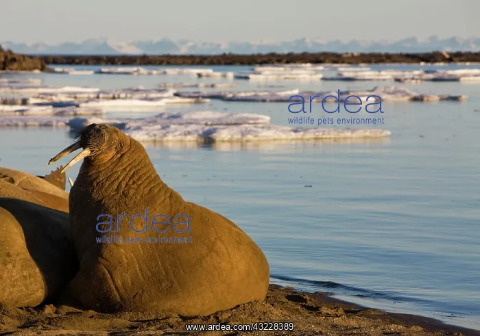 : Norway, Svalbard, Edgeoya Island, Walrus : Norway, Svalbard, Edgeoya Island, Walrus