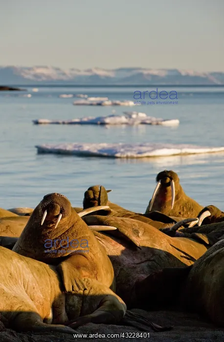 : Norway, Svalbard, Edgeoya Island, Walrus : Norway, Svalbard, Edgeoya Island, Walrus