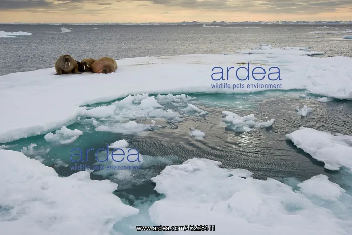 : Norway, Svalbard, Edgeoya Island, Walrus : Norway, Svalbard, Edgeoya Island, Walrus