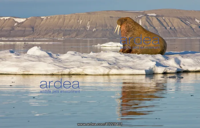 : Norway, Svalbard, Edgeoya Island, Walrus : Norway, Svalbard, Edgeoya Island, Walrus