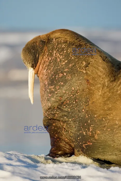 : Norway, Svalbard, Edgeoya Island, Walrus : Norway, Svalbard, Edgeoya Island, Walrus