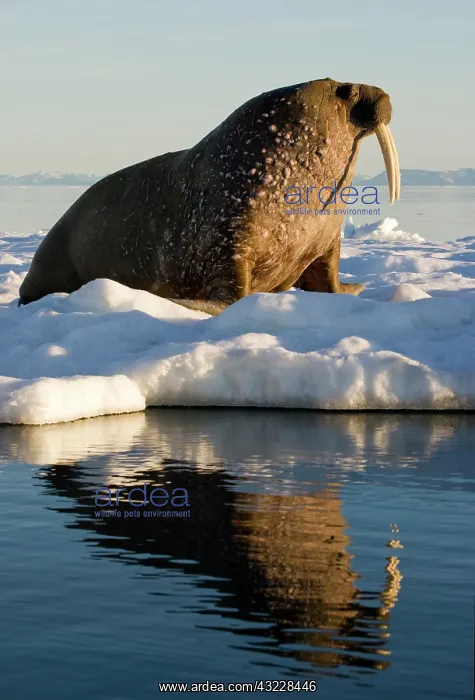 : Norway, Svalbard, Edgeoya Island, Walrus : Norway, Svalbard, Edgeoya Island, Walrus
