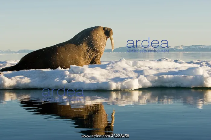 : Norway, Svalbard, Edgeoya Island, Walrus : Norway, Svalbard, Edgeoya Island, Walrus