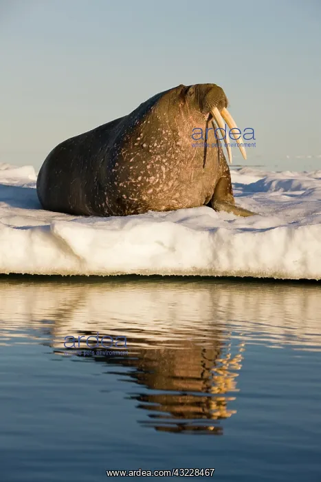 : Norway, Svalbard, Edgeoya Island, Walrus : Norway, Svalbard, Edgeoya Island, Walrus