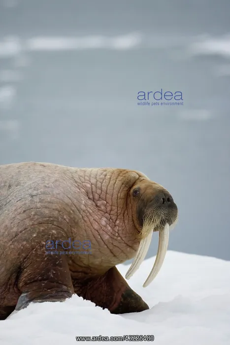 : Norway, Svalbard, Edgeoya Island, Walrus : Norway, Svalbard, Edgeoya Island, Walrus