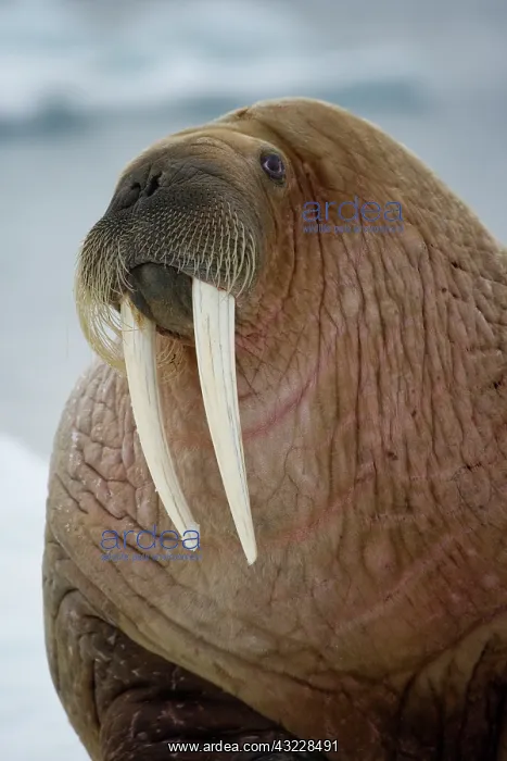 : Norway, Svalbard, Edgeoya Island, Walrus : Norway, Svalbard, Edgeoya Island, Walrus