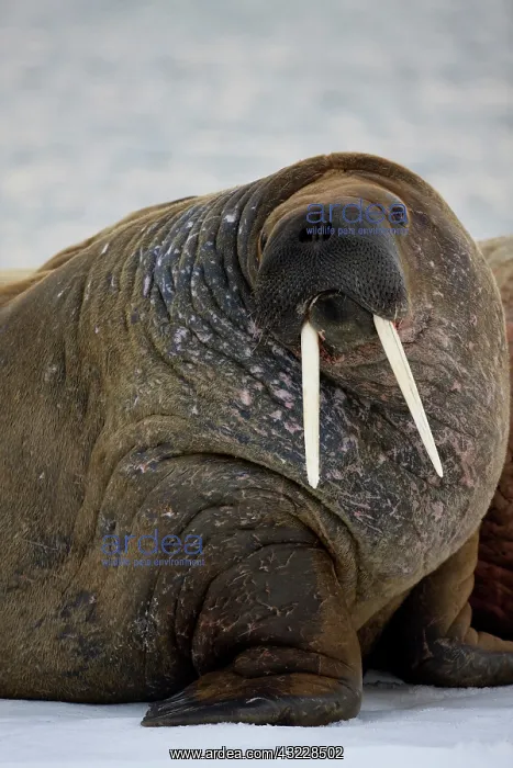 : Norway, Svalbard, Edgeoya Island, Walrus : Norway, Svalbard, Edgeoya Island, Walrus