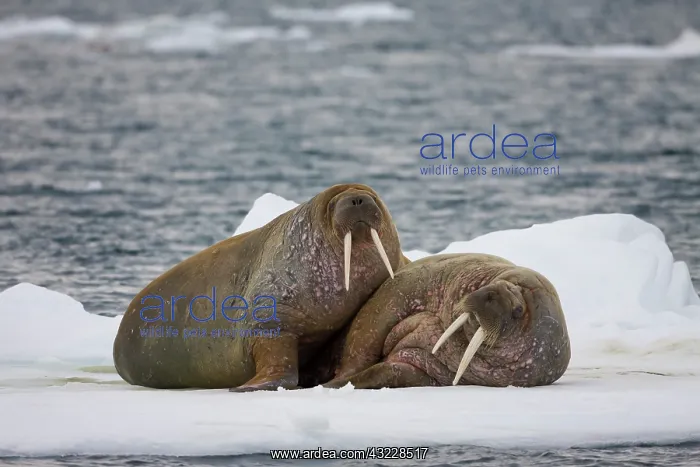 : Norway, Svalbard, Edgeoya Island, Walrus : Norway, Svalbard, Edgeoya Island, Walrus