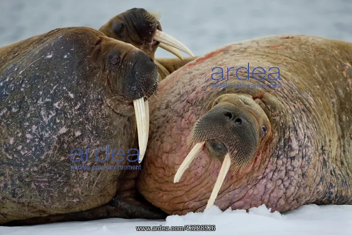 : Norway, Svalbard, Edgeoya Island, Walrus : Norway, Svalbard, Edgeoya Island, Walrus