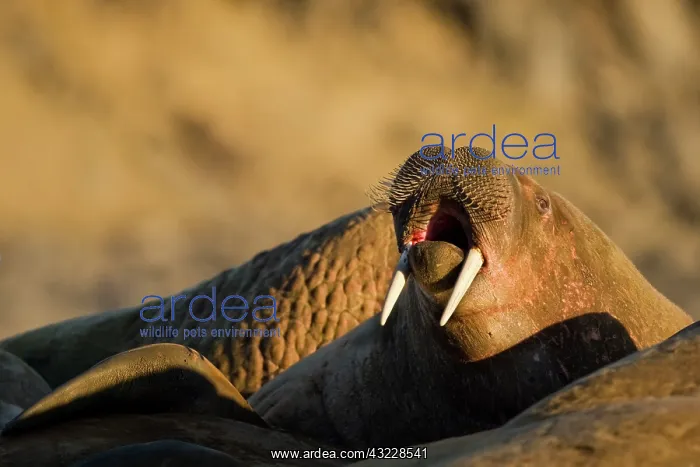 : Norway, Svalbard, Edgeoya Island, Walrus : Norway, Svalbard, Edgeoya Island, Walrus