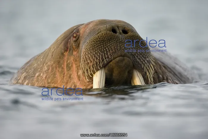 : Norway, Svalbard, Edgeoya Island, Walrus : Norway, Svalbard, Edgeoya Island, Walrus
