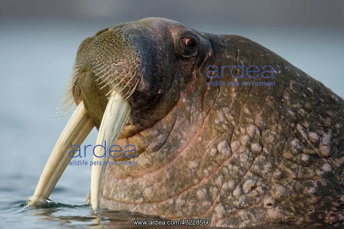 : Norway, Svalbard, Edgeoya Island, Walrus : Norway, Svalbard, Edgeoya Island, Walrus