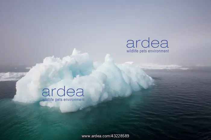 : Norway, Svalbard, Iceberg floating in still : Norway, Svalbard, Iceberg floating in still