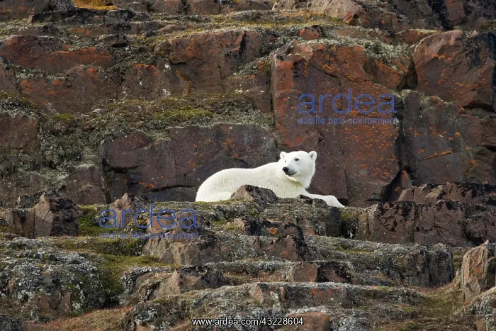 : Norway, Svalbard, Langoya Island, Polar : Norway, Svalbard, Langoya Island, Polar