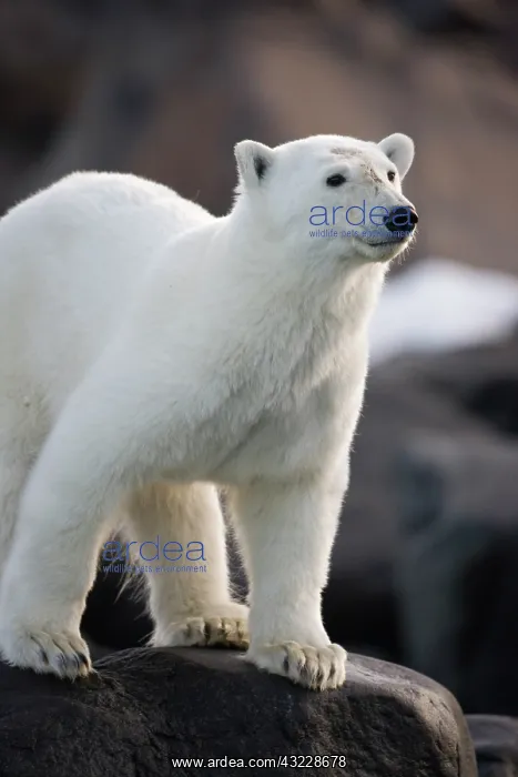 : Norway, Svalbard, Langoya Island, Young : Norway, Svalbard, Langoya Island, Young