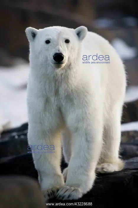 : Norway, Svalbard, Langoya Island, Young : Norway, Svalbard, Langoya Island, Young