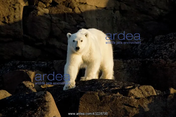 : Norway, Svalbard, Langoya Island, Young : Norway, Svalbard, Langoya Island, Young