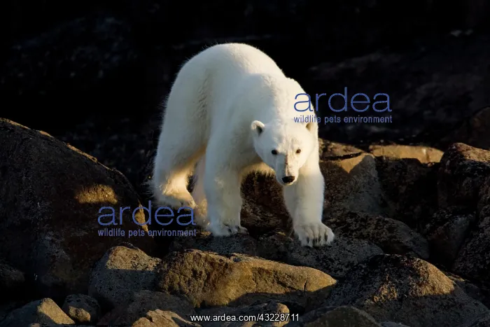 : Norway, Svalbard, Langoya Island, Young : Norway, Svalbard, Langoya Island, Young