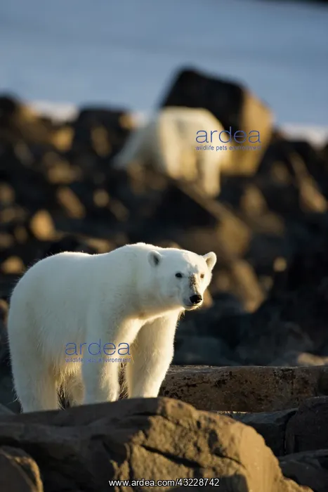 : Norway, Svalbard, Langoya Island, Young : Norway, Svalbard, Langoya Island, Young