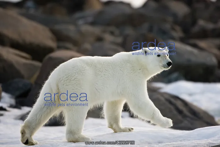 : Norway, Svalbard, Langoya Island, Young : Norway, Svalbard, Langoya Island, Young