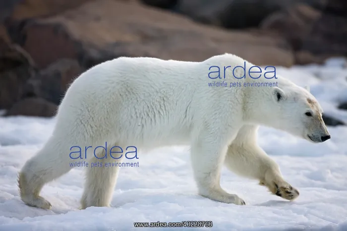 : Norway, Svalbard, Langoya Island, Young